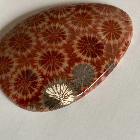 Fossil Coral Cabochon with Unique Crystalline Pattern - Picture 7 of 7